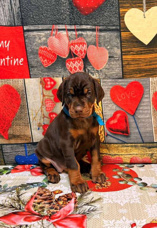 Собаки в Белгороде: Породные щенки добермана Девочка, 90 000 руб. - фото 5