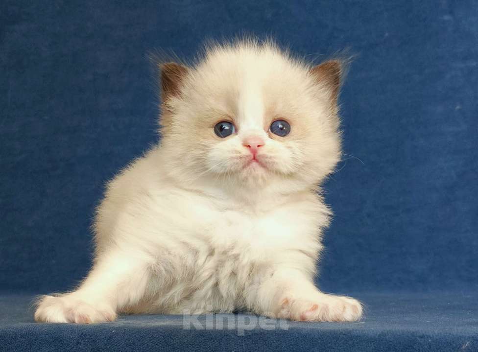 Кошки в Санкт-Петербурге: Девочка рэгдолл Девочка, 90 000 руб. - фото 3