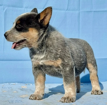 Австралийский хилер