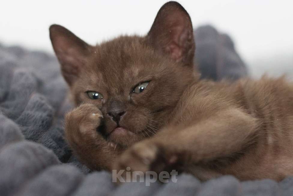 Кошки в Нижнем Новгороде: Котёнок европейской бурмы, мальчик, соболиный окрас Мальчик, 48 000 руб. - фото 1