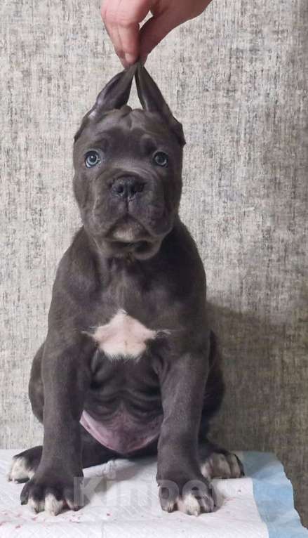 Собаки в других городах Краснодарского края: Щенки Кане Корса  Мальчик, 70 000 руб. - фото 3