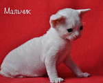 Кошки в Санкт-Петербурге: Мальчик Девон-рекс Мальчик, 65 000 руб. - фото 2