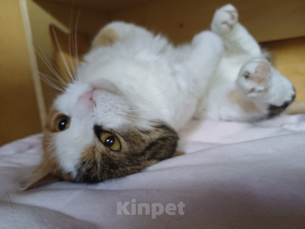 Кошки в Москве: Дашка ищет дом! Девочка, Бесплатно - фото 6