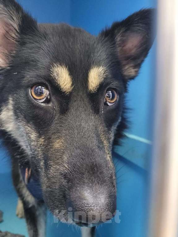 Собаки в Москве: У Нины осталось 3 дня на поиск дома Девочка, Бесплатно - фото 3