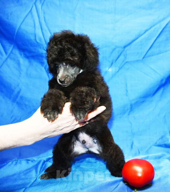 Собаки в Долгопрудном: Щенок пуделя миниатюрный серебристый Джентли Борн Рикки  Мальчик, 75 000 руб. - фото 3