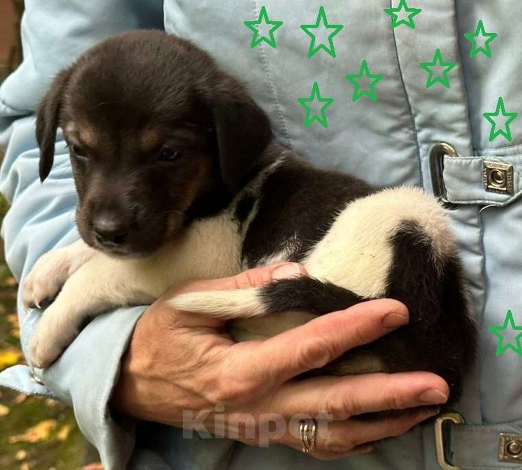 Собаки в Москве: Маленький щенок Мия Девочка, Бесплатно - фото 3