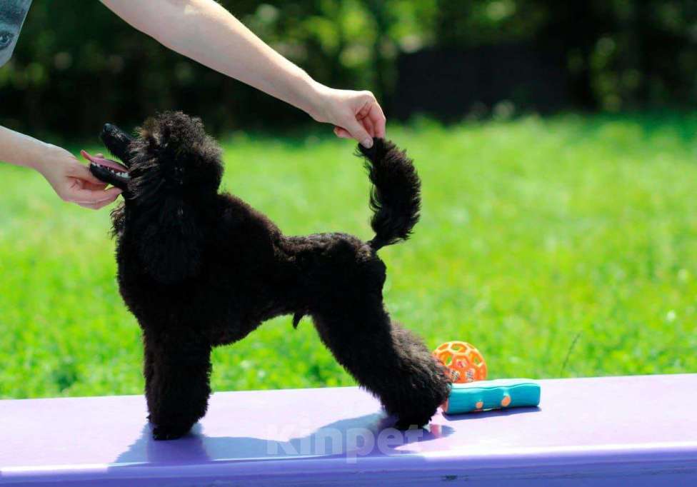 Собаки в Москве: Щенки пудели, 2 очаровательных мальчика Мальчик, Бесплатно - фото 2