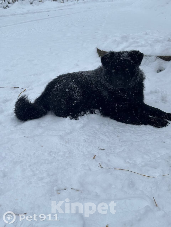 Собаки в других городах Владимирской области: Добрый пес  Мальчик, Бесплатно - фото 4
