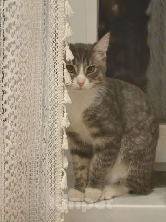 Кошки в Москве: Котёнок бесплатно Мальчик, Бесплатно - фото 1