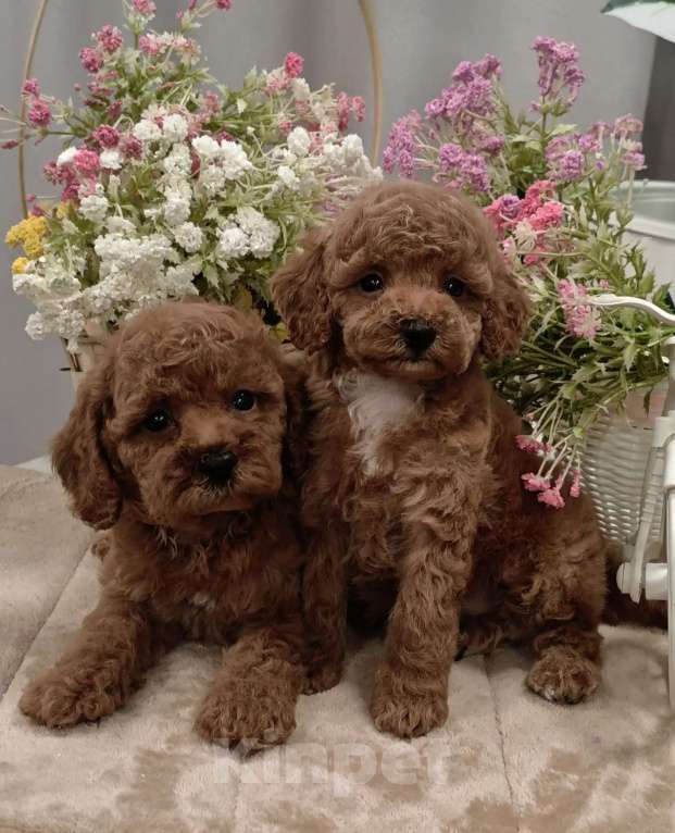 Собаки в Твери: Щенки пуделя. Разнополые, 60 000 руб. - фото 1