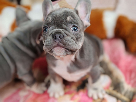 Шикарный лиловый мальчик 