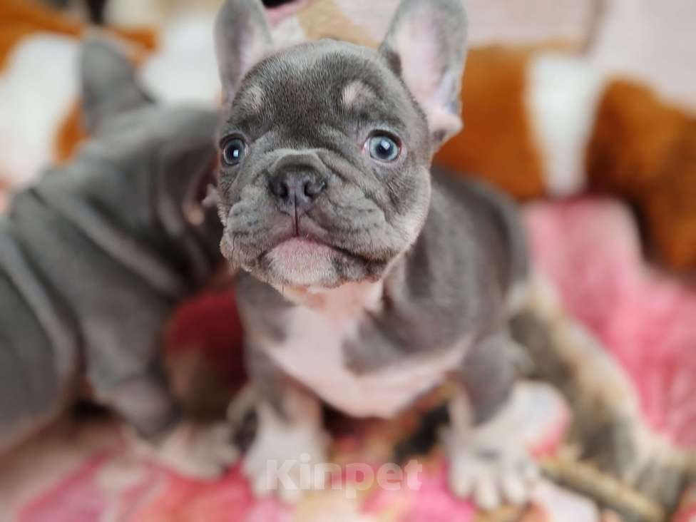 Собаки в Санкт-Петербурге: Шикарный лиловый мальчик  Мальчик, 80 000 руб. - фото 1