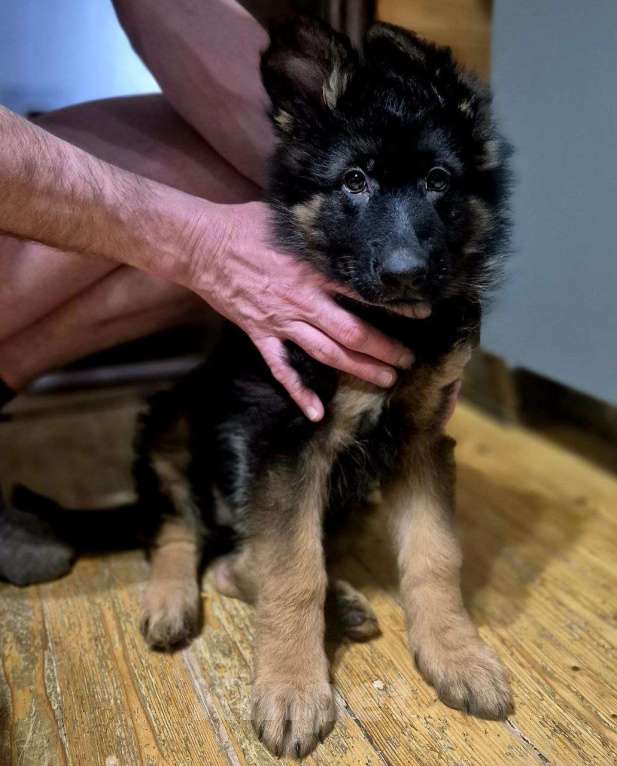 Собаки в других городах Московской области: Немецкая овчарка длинношёрстная Девочка, 55 000 руб. - фото 6