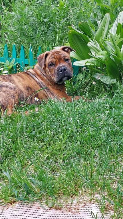 Собаки в Нижнем Новгороде: Щенки ка де бо питомник Мальчик, Бесплатно - фото 2