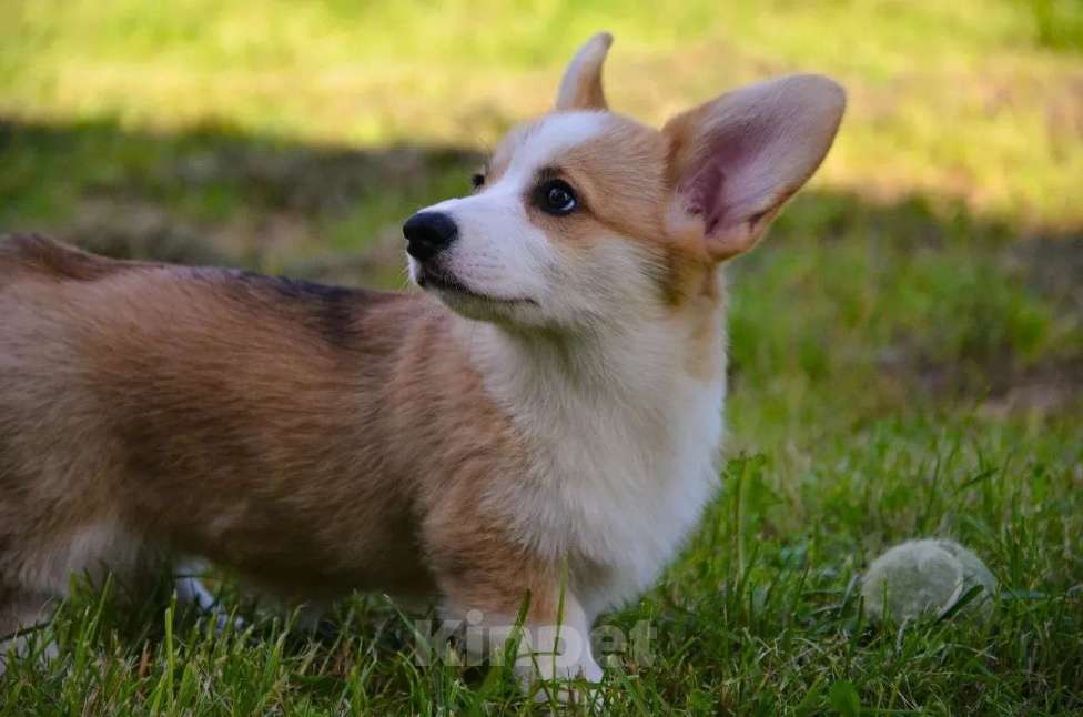 Собаки в Москве: Корги Мальчик, 49 999 руб. - фото 10