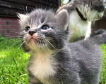 Кошки в Гагарине: Котёнок мальчик помесь мейн-куна и шотландца.  Мальчик, Бесплатно - фото 1