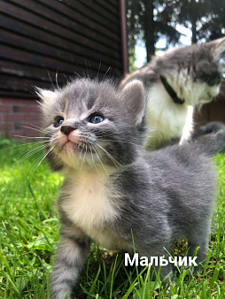 Объявление: Котёнок мальчик помесь мейн-куна и шотландца. , Бесплатно, Гагарин