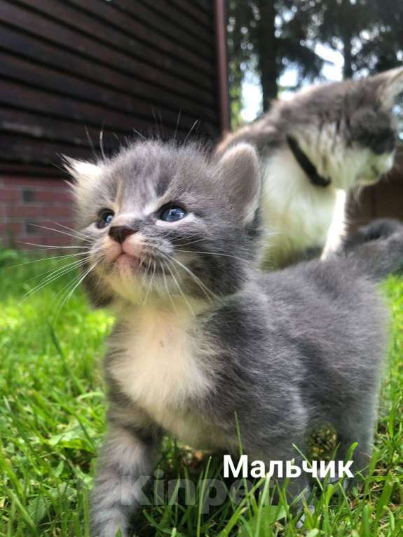 Кошки в Гагарине: Котёнок мальчик помесь мейн-куна и шотландца.  Мальчик, Бесплатно - фото 1