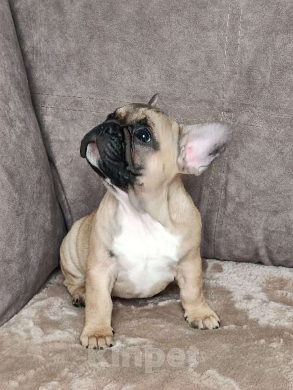 Собаки в других городах Воронежской области: Щенок французский бульдог девочка Девочка, 50 000 руб. - фото 3
