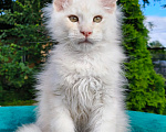 Кошки в Санкт-Петербурге: Котята мейн-кун Разнополые, 40 000 руб. - фото 2