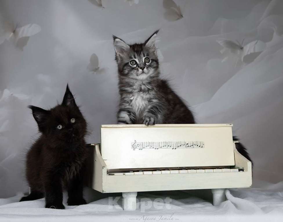 Кошки в Москве: Аврора - сама нежность Девочка, 130 000 руб. - фото 10