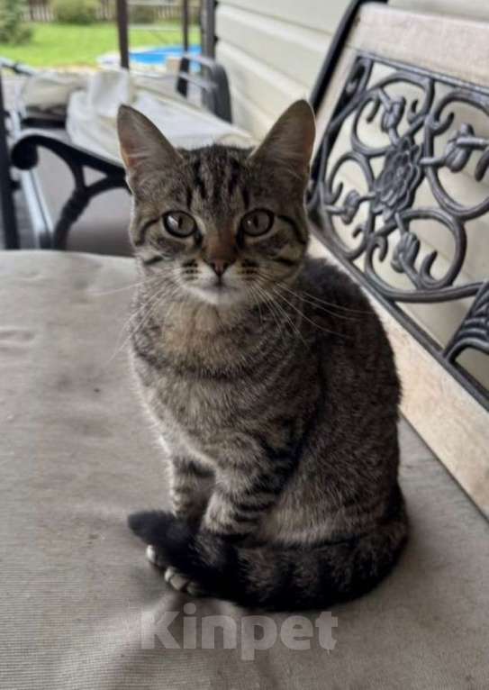 Кошки в Москве: Молодая кошечка Тринити ищет дом. Девочка, Бесплатно - фото 1