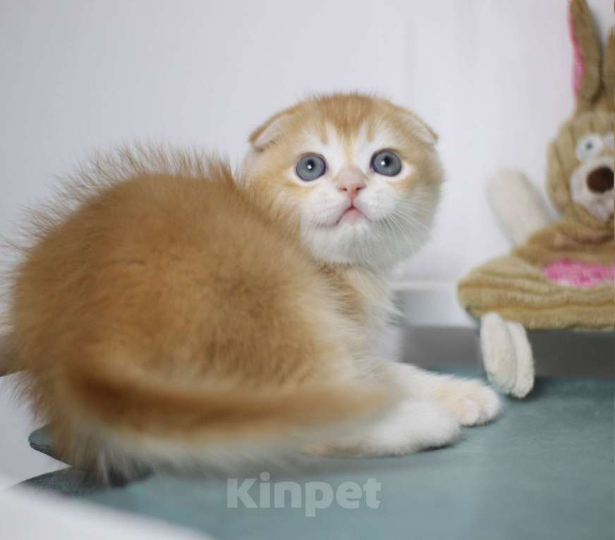 Кошки в Москве: Гарфилд Мальчик, 40 000 руб. - фото 2