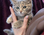 Кошки в Москве: Котеночек Шурочка ищет дом. Девочка, Бесплатно - фото 1