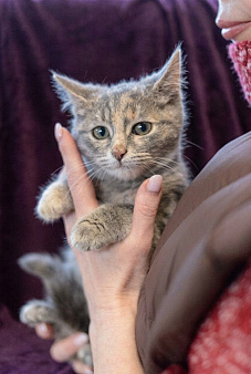 Котеночек Шурочка ищет дом.
