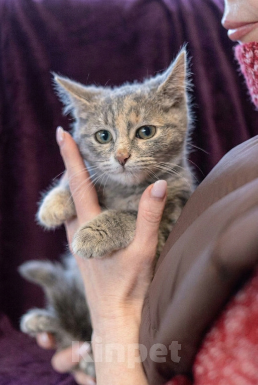 Кошки в Москве: Котеночек Шурочка ищет дом. Девочка, Бесплатно - фото 1