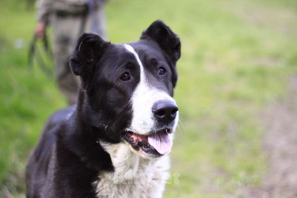 Собаки в Видном: Алабай Йенифер, 2 года Девочка, Бесплатно - фото 4