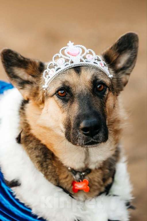 Собаки в Москве: Заметьте Тиночку! Девочка, 1 руб. - фото 4