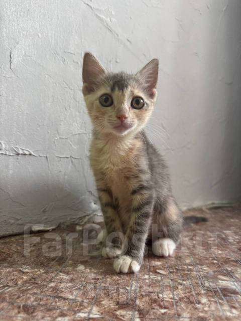 Кошки в Владивостоке: Отдадим котенка в добрые руки Девочка, Бесплатно - фото 1