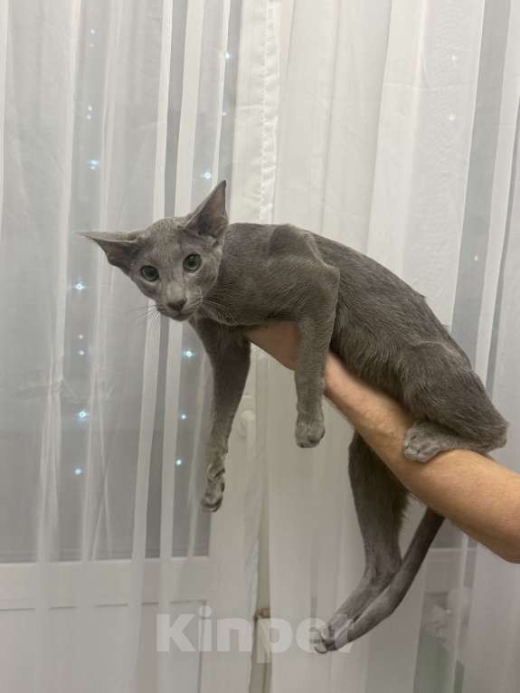 Кошки в Москве: Мальчик Мальчик, 45 000 руб. - фото 3