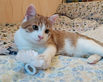 Кошки в Санкт-Петербурге: Ласковый  котëнок Степашка в добрые руки Мальчик, Бесплатно - фото 4