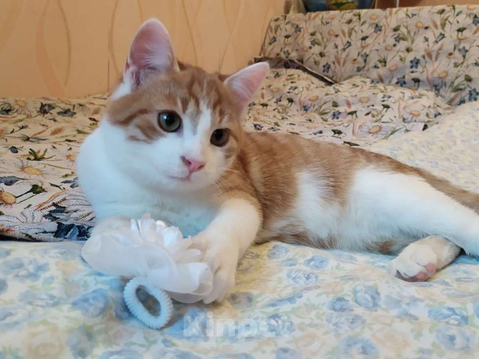 Кошки в Санкт-Петербурге: Ласковый  котëнок Степашка в добрые руки Мальчик, Бесплатно - фото 4