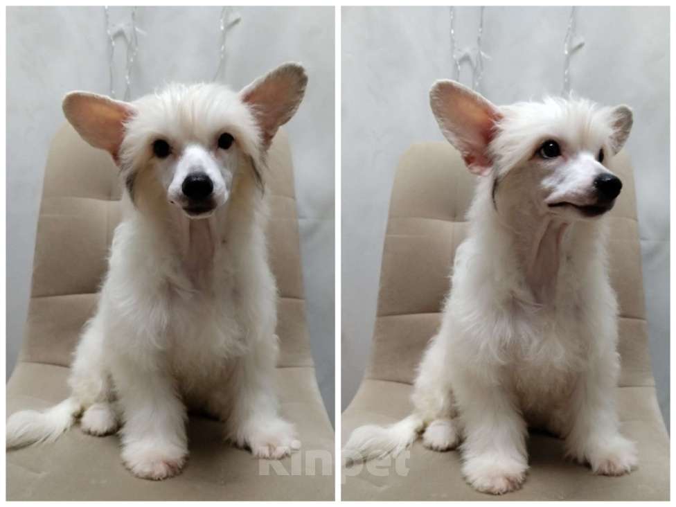 Собаки в Санкт-Петербурге: Девочки китайской хохлатой собаки Девочка, Бесплатно - фото 6