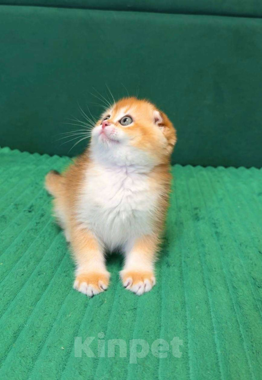 Кошки в Москве: Жасмин  Девочка, 80 000 руб. - фото 2