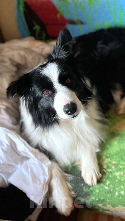 Собаки в других городах Алтайского края: Щенки Бордер Колли Мальчик, Бесплатно - фото 5