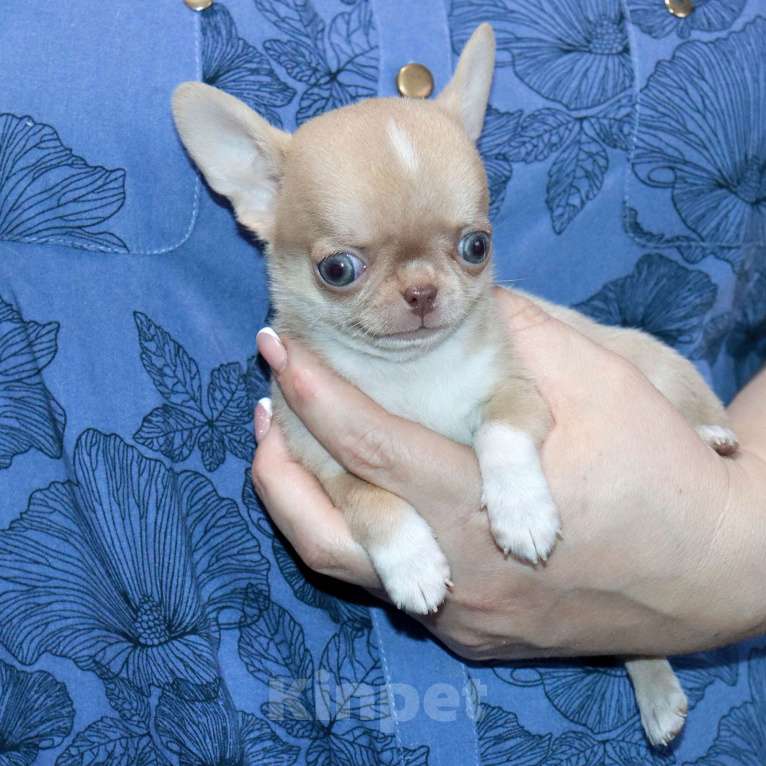 Собаки в Москве: Супер красавчик С мордочкой Бэби-Фэйс Мальчик, 100 000 руб. - фото 1