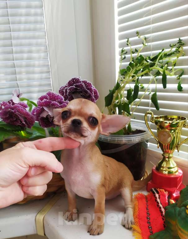 Собаки в Москве: Рыжая небольшая красавица  Девочка, 60 000 руб. - фото 3