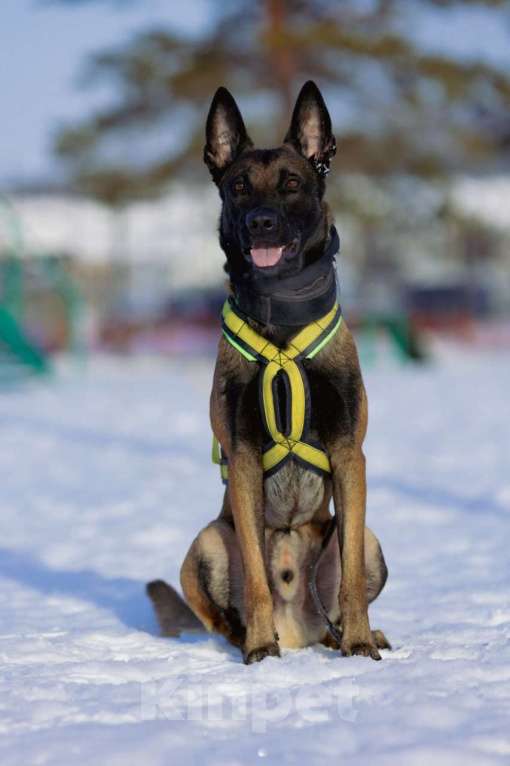 Собаки в Тольятти: Предлагаются к продаже щенки малинуа Мальчик, 50 000 руб. - фото 2