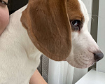 Собаки в Мытищах: Щенок Бигля Девочка Девочка, 10 000 руб. - фото 1
