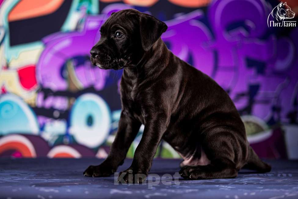 Собаки в Ульяновске: Американский питбультерьер, щенок Мальчик, Бесплатно - фото 2