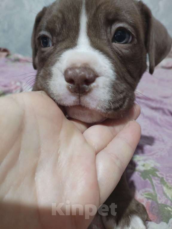 Собаки в других городах Ростовской области: Щенок амбулли  Мальчик, 100 000 руб. - фото 4