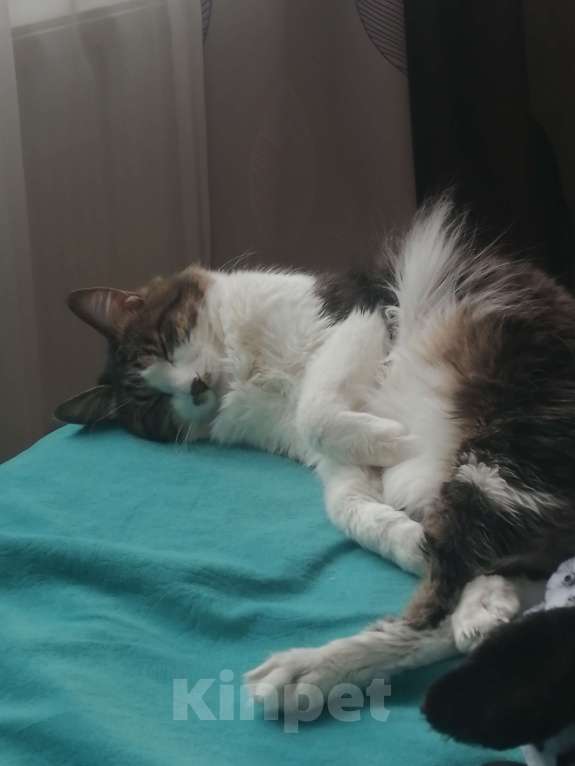 Кошки в Балашихе: Кот Кекс ищет новую семью Мальчик, Бесплатно - фото 2