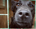 Собаки в Москве: Дружелюбный пёс Карлос из приюта, ищет дом Мальчик, 10 руб. - фото 3