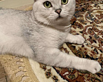 Кошки в Нытве: Кот на Вязку, 1 000 руб. - фото 1
