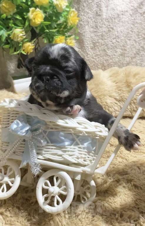 Собаки в Нижнем Новгороде: Щенки французского бульдога Мальчик, 60 000 руб. - фото 4