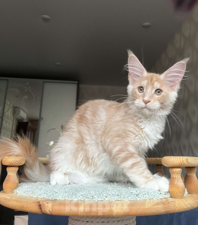 Кошки в Санкт-Петербурге: Мальчик мейн-кун Мальчик, 65 000 руб. - фото 3
